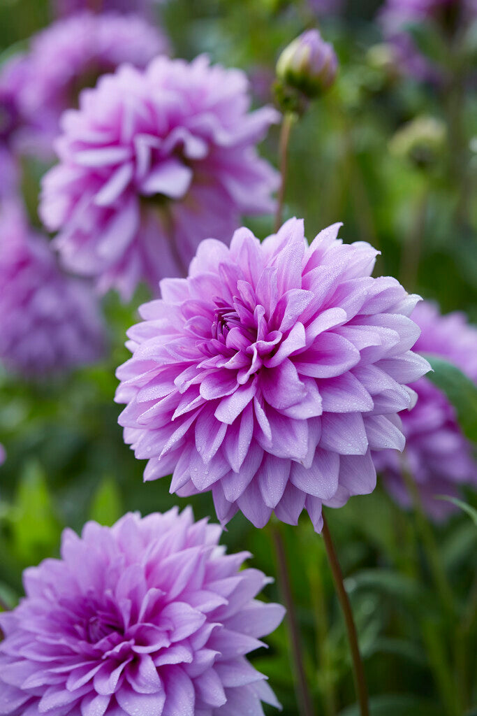 Dahlia Dekorativ Blue Boy 1-pack